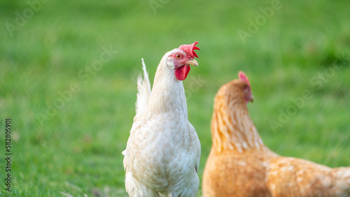 Fotografia White leghorn chicken / chicken de livorno, the most beautifull italian chicken, known for giving the most eggs per year