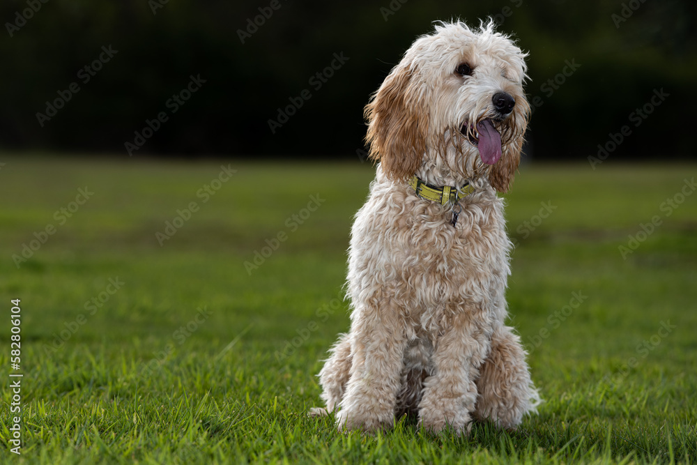 cute cockerpoo dog in the grass