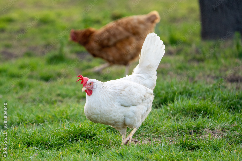 Fototapeta premium White leghorn chicken / chicken de livorno, the most beautifull italian chicken, known for giving the most eggs per year. White leghorn free range on grass 
