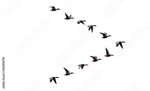 png flock of duck birds on clear background © Birol Dincer 