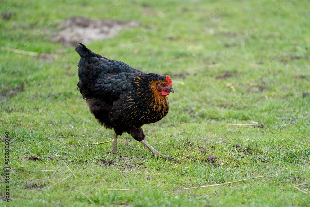 black harco free range hen chicken