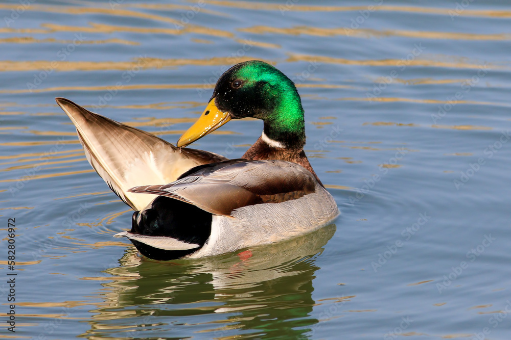 Obraz premium Birds and animals in wildlife concept. Amazing mallard duck family swims in lake or river with blue water 