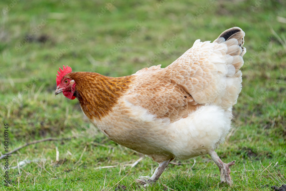 Fototapeta premium chicken on the farm