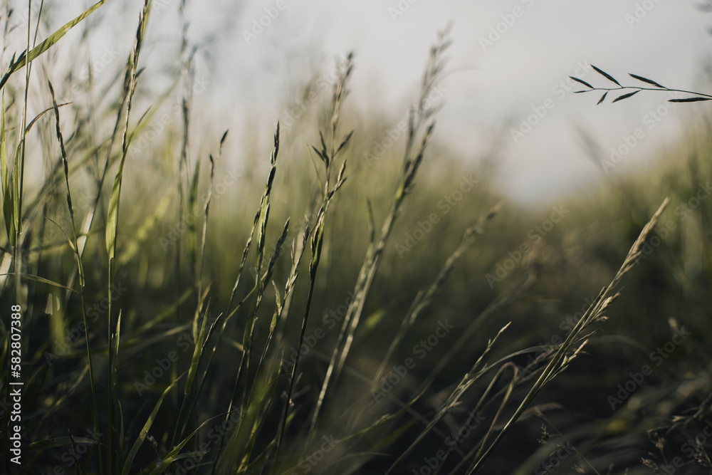 Natural landscape of green grass blades close up in the countryside. Beautiful natural countryside landscape with strong blurry background