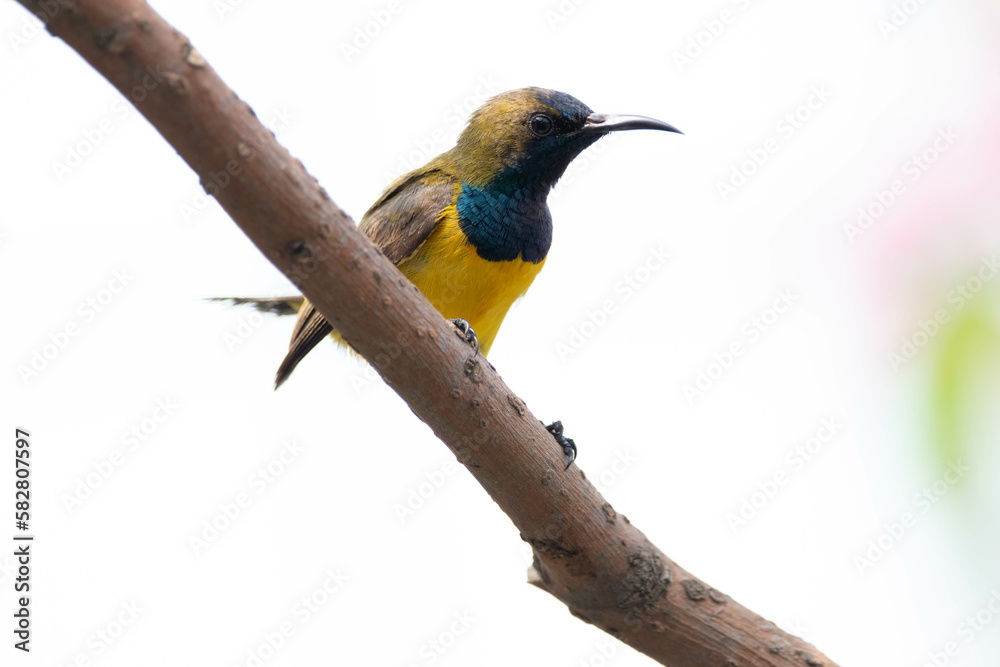 The olive-backed sunbird (Cinnyris jugularis), also known as the yellow-bellied sunbird, is a species of sunbird found from Southern Asia to Australia.