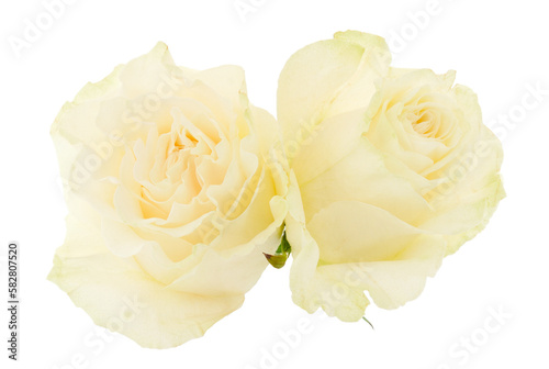 White beautiful roses.
