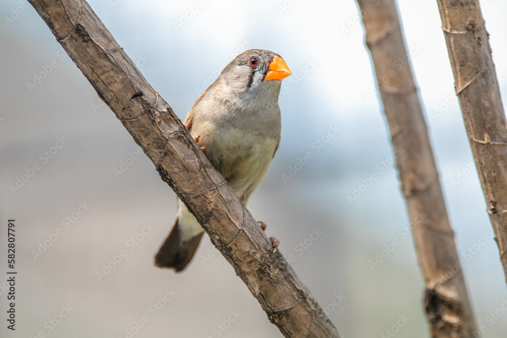 The Sunda zebra finch (Taeniopygia guttata) is a species of bird in the
