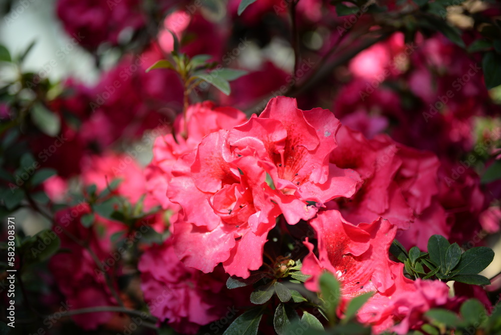 blurry bright summer floral background, flower texture, bright colorful azalea background, red azalea flowers close-up, pink flowers close-up, flower background flowery summer texture for backgrounds