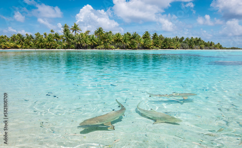 Sharks swimming in the lagoon close at the beach. photo