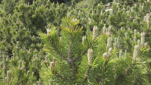 Swiss stone pine twigs with cones swaying in the wind, 4k footage
