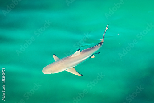 Shark swim in clear turquoise water in persian gulf