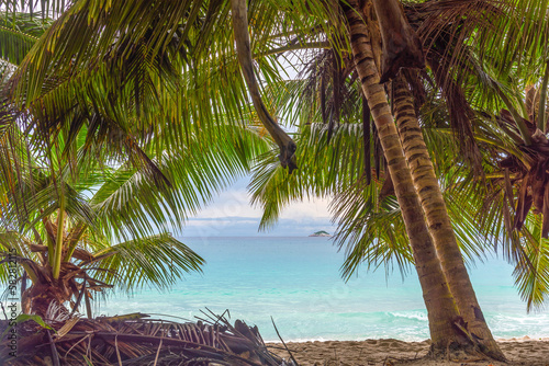 Fototapeta Naklejka Na Ścianę i Meble -  Palm trees by the sea in Anse Lazio beach