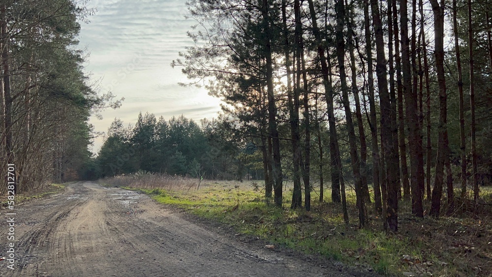 Fototapeta premium Forest in Poland