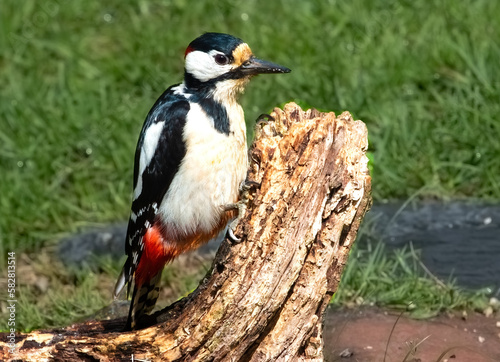 female great spotted woodpecker sitting on a rotten tree stump