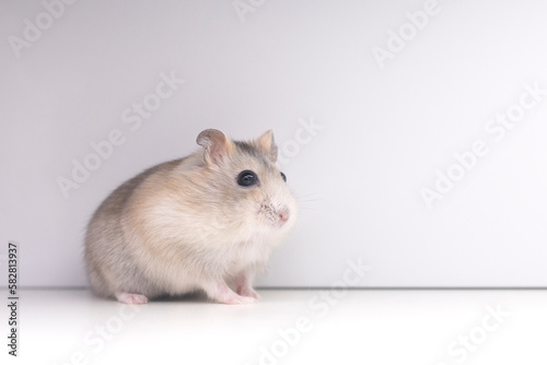 peach hamster on white background