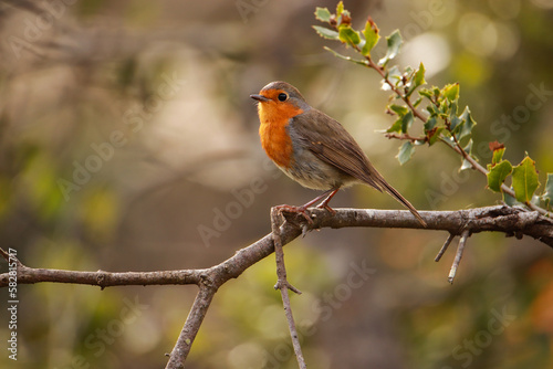 Robin Redbreast posing in a tree branch. European Robin
