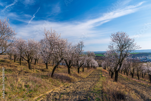 Spring  almonds  flower  trees  orchard  sun 