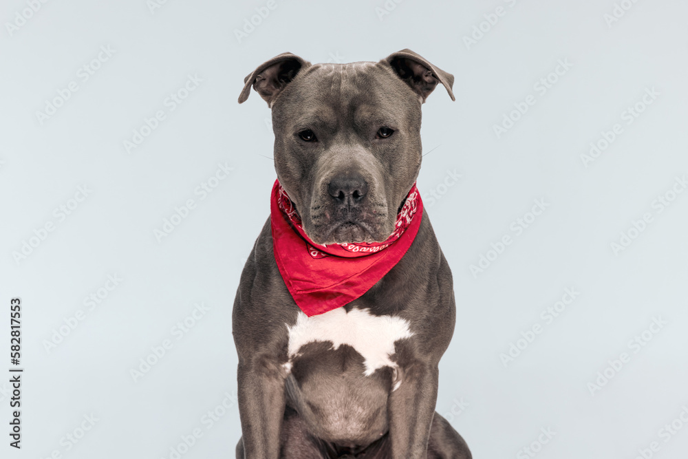 American Staffordshire Terrier dog looking at the camera American Staffordshire Terrier dog looking at the camera