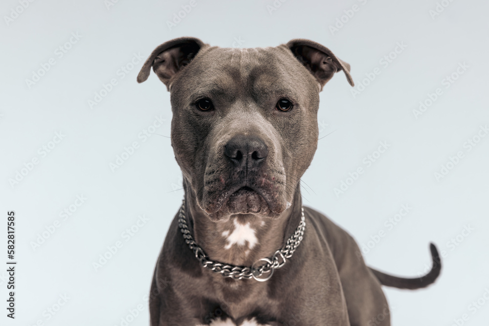 American Staffordshire Terrier dog having a serious look