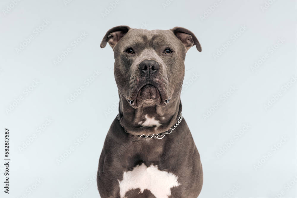 American Staffordshire Terrier dog with grumpy face