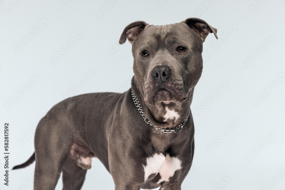 American Staffordshire Terrier dog looking away American Staffordshire Terrier dog looking away