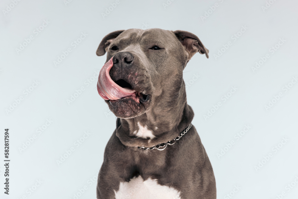 American Staffordshire Terrier dog licking his mouth