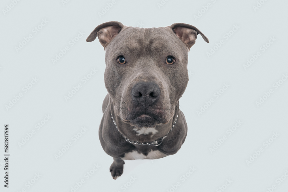 American Staffordshire Terrier dog looking overhead