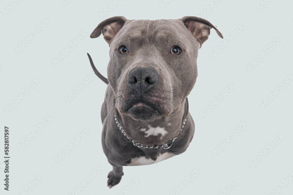 American Staffordshire Terrier dog curious what's above him