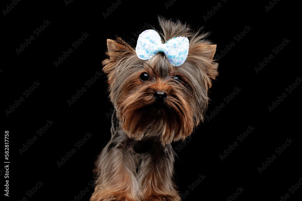 cute yorkie dog wearing bow and looking forward while standing
