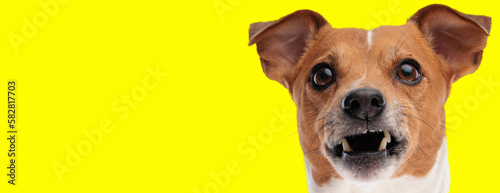 Fotografie upset jack russell terrier dog looking above and growling