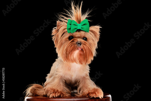 cute little yorkshire terrier puppy wearing green bow and sticking out tongue