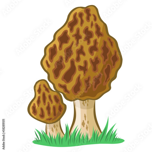 Morel mushroom vector image