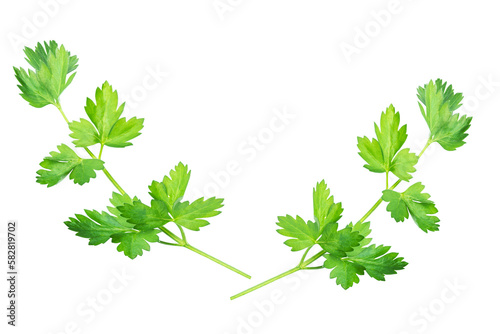 branch of green parsley isolated on white background