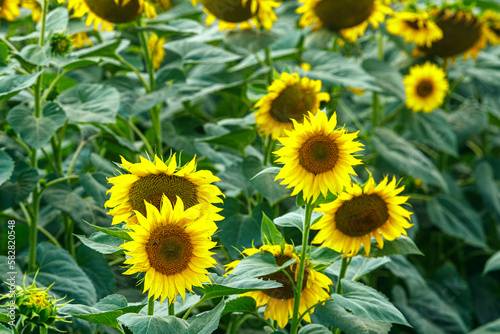 Ripe sunflowers in the field on a bright sunny day.