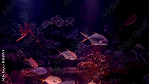 Many fish swim in a large aquarium. Purple lights in the aquarium. A large aquarium with dark water and corals