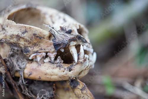 Deceased domestic cat skull, teeth detail close up, anatomy macro detail