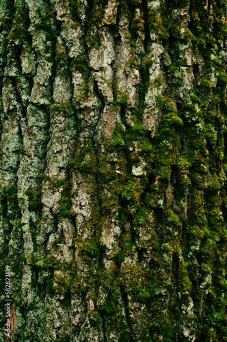 green moss on the bark of a tree, park, nature, textured background. High quality photo