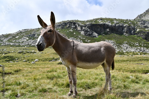 The donkey in the alpine pasture, with flies buzzing around its muzzle