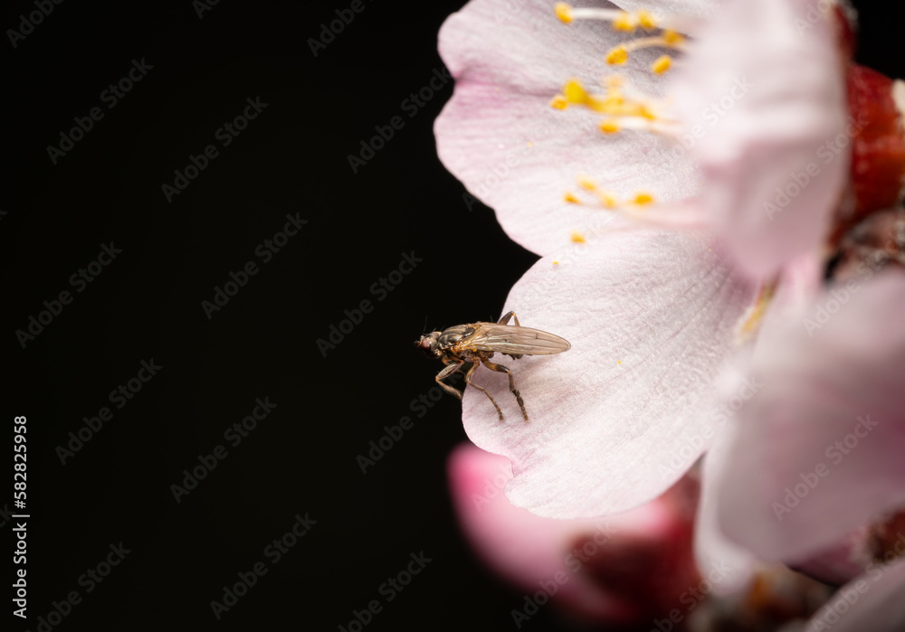 Fotografie Small fly resting on a flower petal