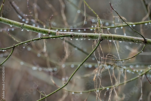 Water droplets on a branch of a tree after a rain. Overcast early spring evening light. Jungle of branches. © Neils