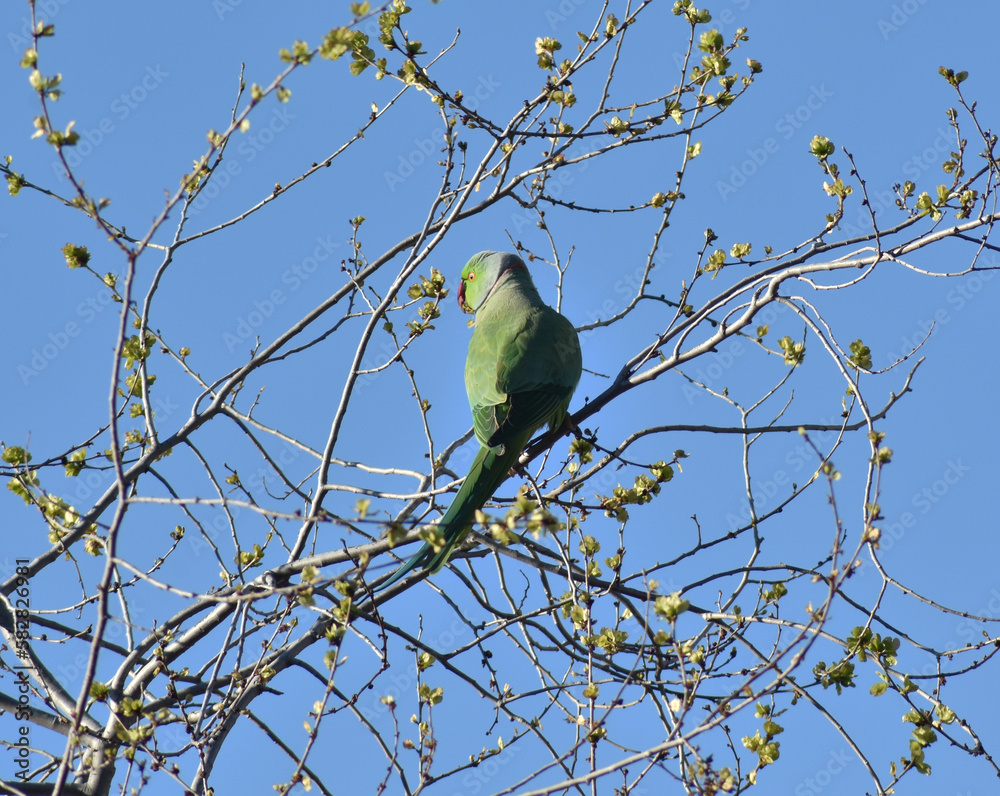 Kramer´s parakeet perched in the branches of a tree Kramer´s parakeet perched in the branches of a tree