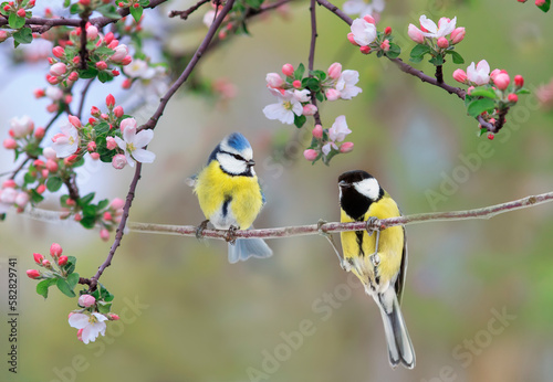 two birds tit and azure are sitting in a sunny spring garden on an apple tree branch with pink flowers