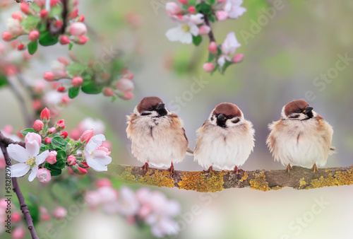 three funny chubby sparrows are sitting in a sunny spring garden on an apple ...