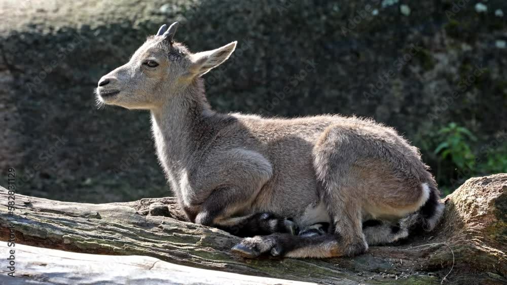 Male mountain ibex or capra ibex sitting on a rock in a german park Male mountain ibex or capra ibex sitting on a rock in a german park