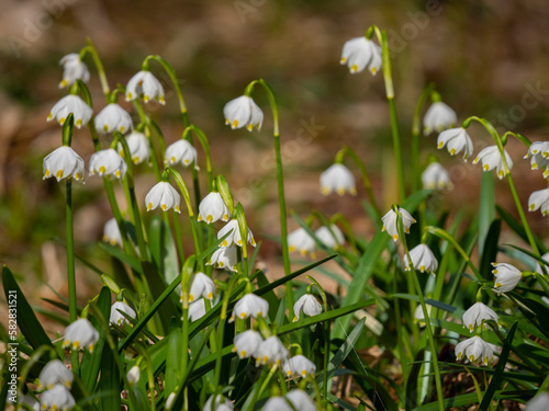 Leucojum vernum (spring snowflake) in spring forest, Czech republic, Europe © Vera Kuttelvaserova