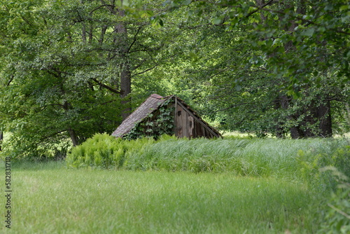 Verborgene Holzhütte im Wald. Bäume, Farne umwuchern alten Schuppen photo