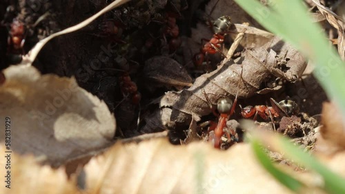 Nest der Großen Wiesenameise (Formica pratensis)
 photo