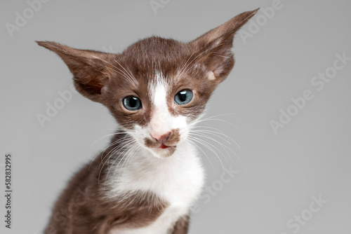 Obraz na plátne Little cute kitten of oriental cat breed of white and brown color with blue eyes
