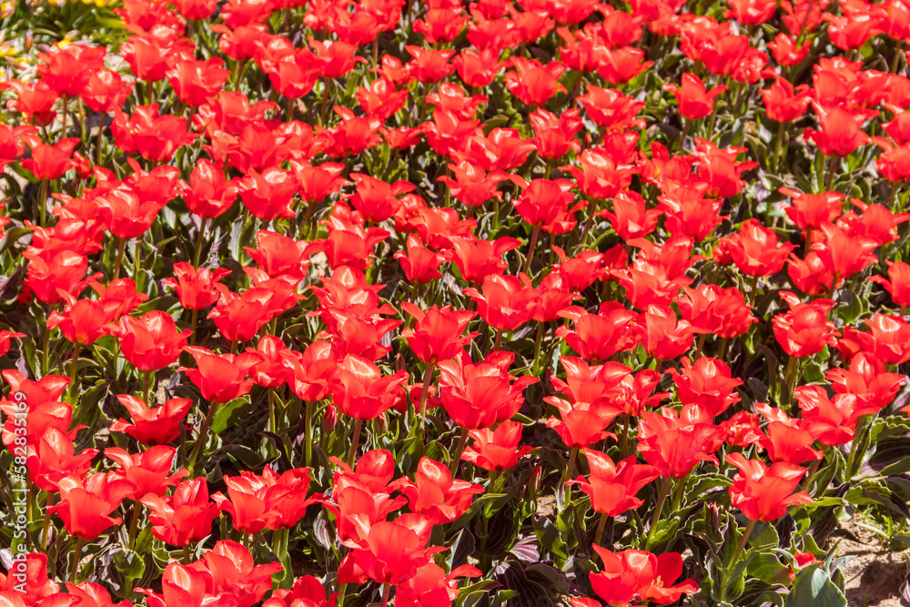 Large flowerbed of red tulips in the park at spring