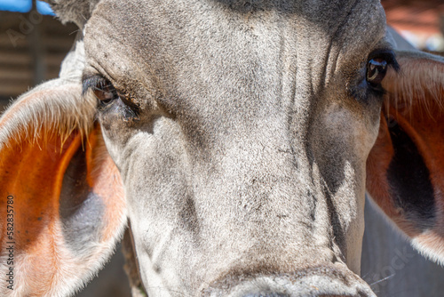 Close up portrait of an Indian cow.